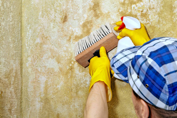 Best Mold Remediation for Healthcare Facilities  in USA